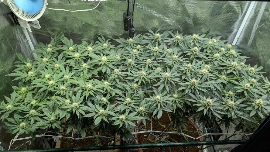 Living soil. Week 14