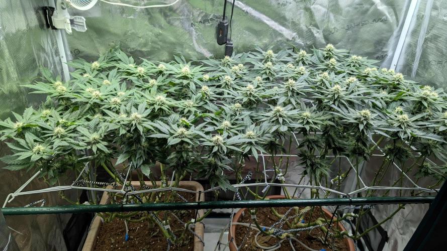 Living soil. Week 14