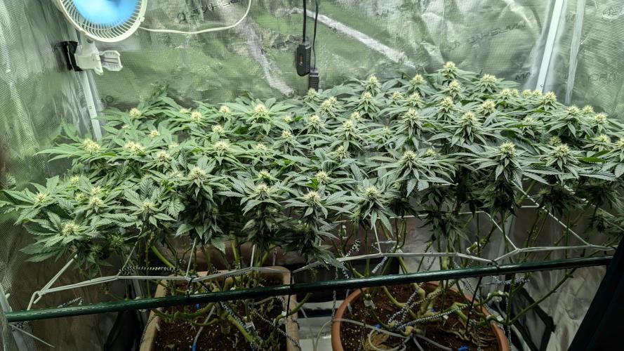 Living soil. Week 14