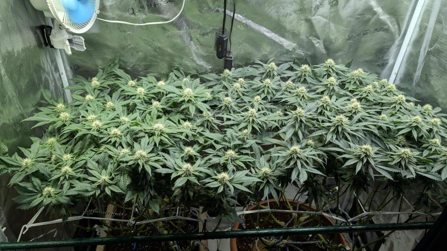 Living soil. Week 14