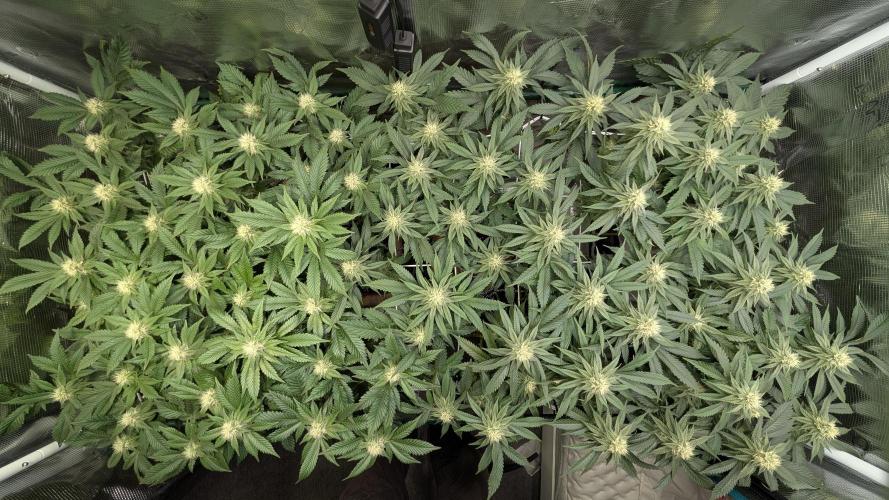 Living soil. Week 14