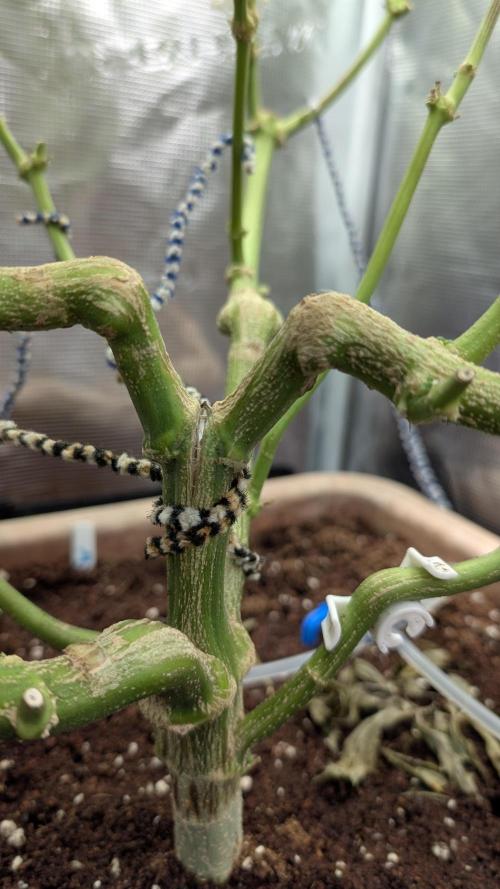 Living soil. Week 14