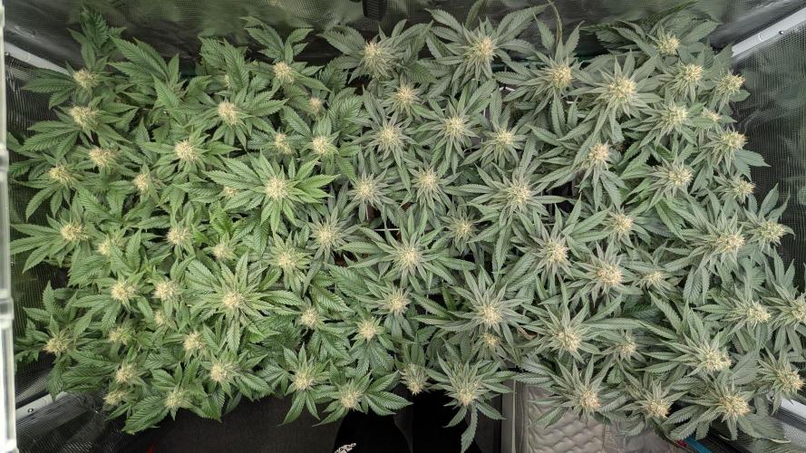 Living soil. Week 15