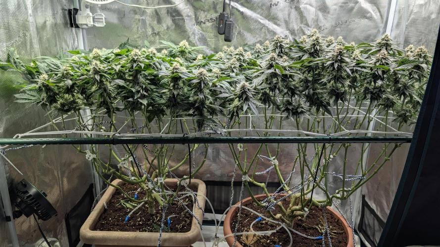 Living soil. Week 15