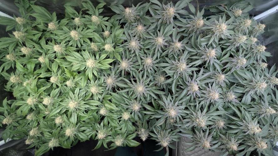 Living soil. Week 16