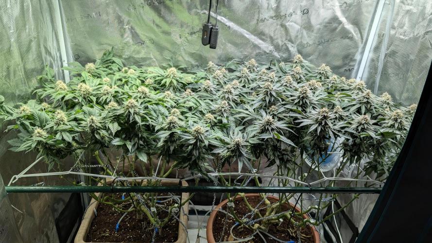 Living soil. Week 16