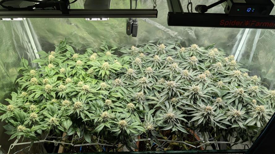 Living soil. Week 16