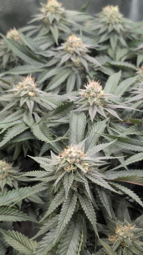 Living soil. Week 16