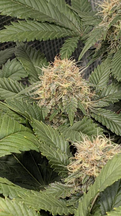 Living soil. Week 17