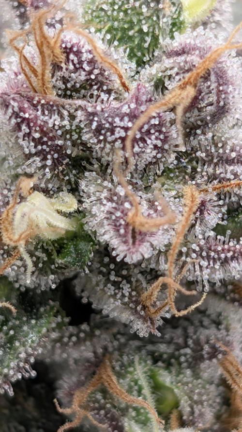 Living soil. Week 17