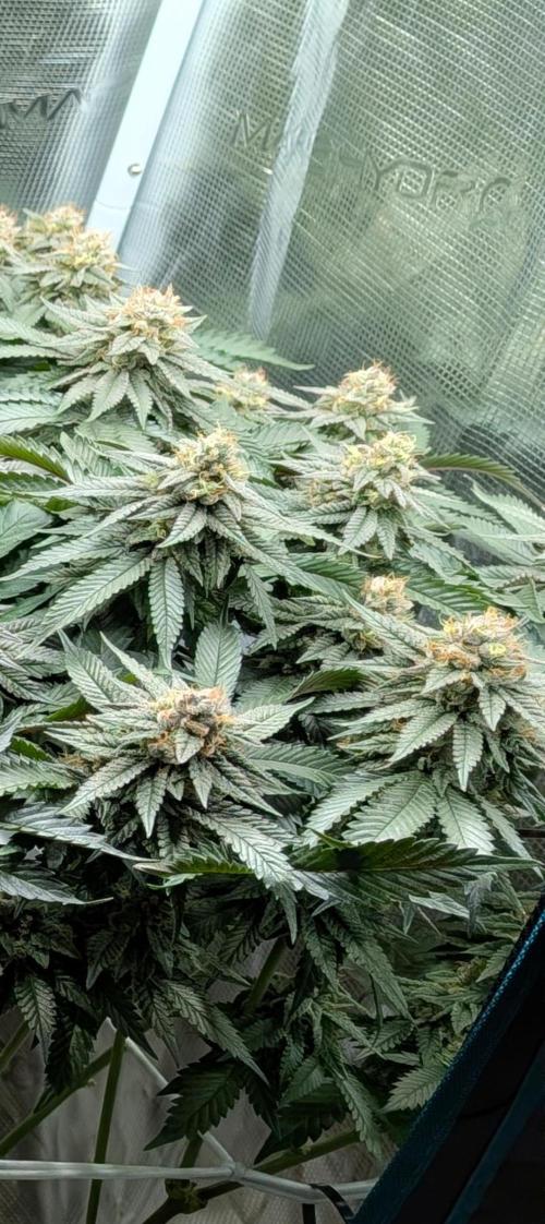 Living soil. Week 17