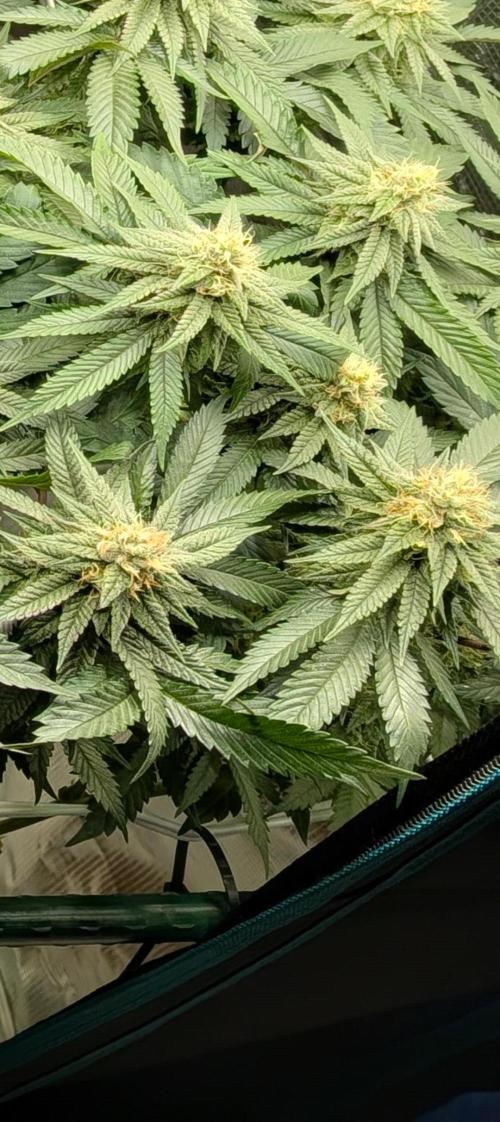 Living soil. Week 17