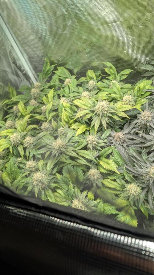 Living soil. Week 18