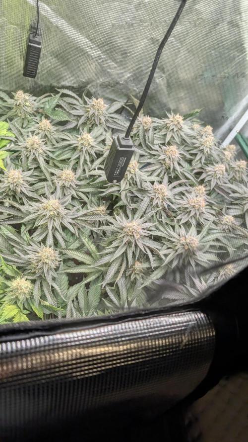 Living soil. Week 18