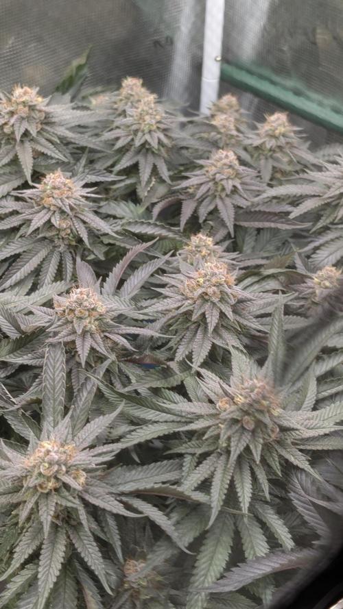 Living soil. Week 18