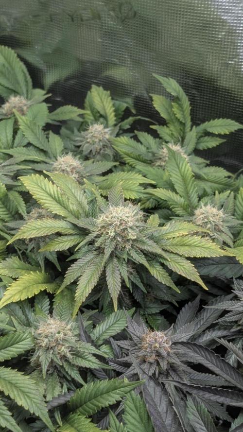 Living soil. Week 18