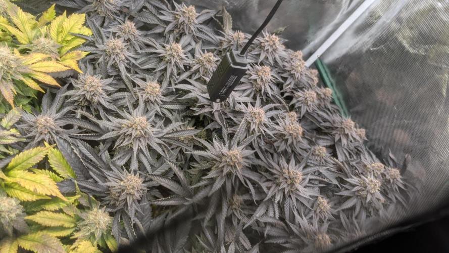 Living soil. Week 19