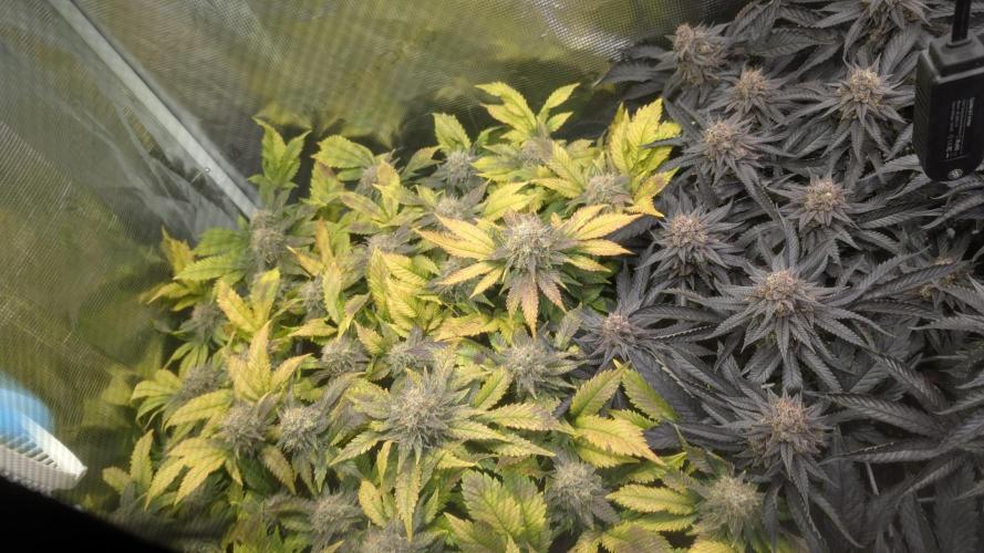 Living soil. Week 19