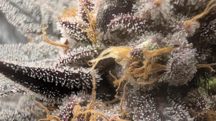 Living soil. Week 19