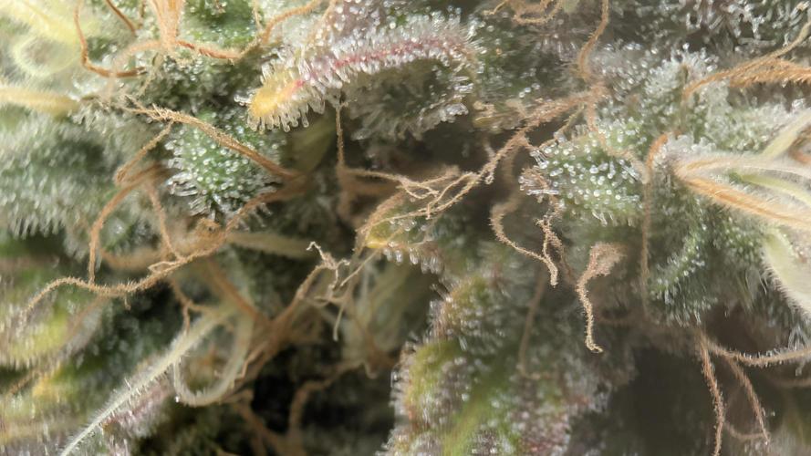 Living soil. Week 19