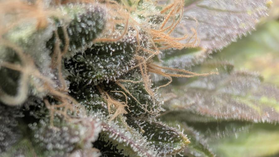 Living soil. Week 19