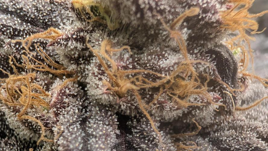 Living soil. Week 19