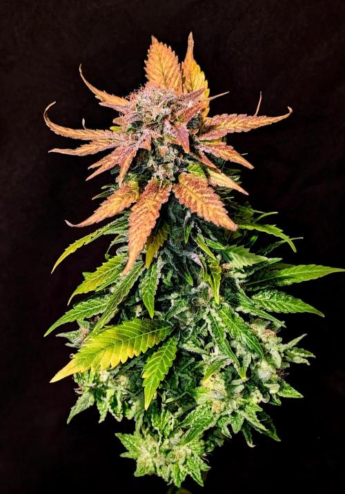 Living soil. Week 20