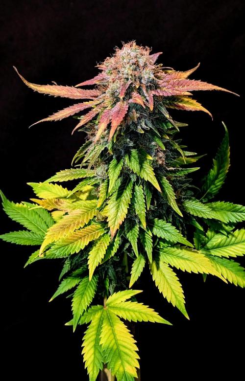 Living soil. Week 20