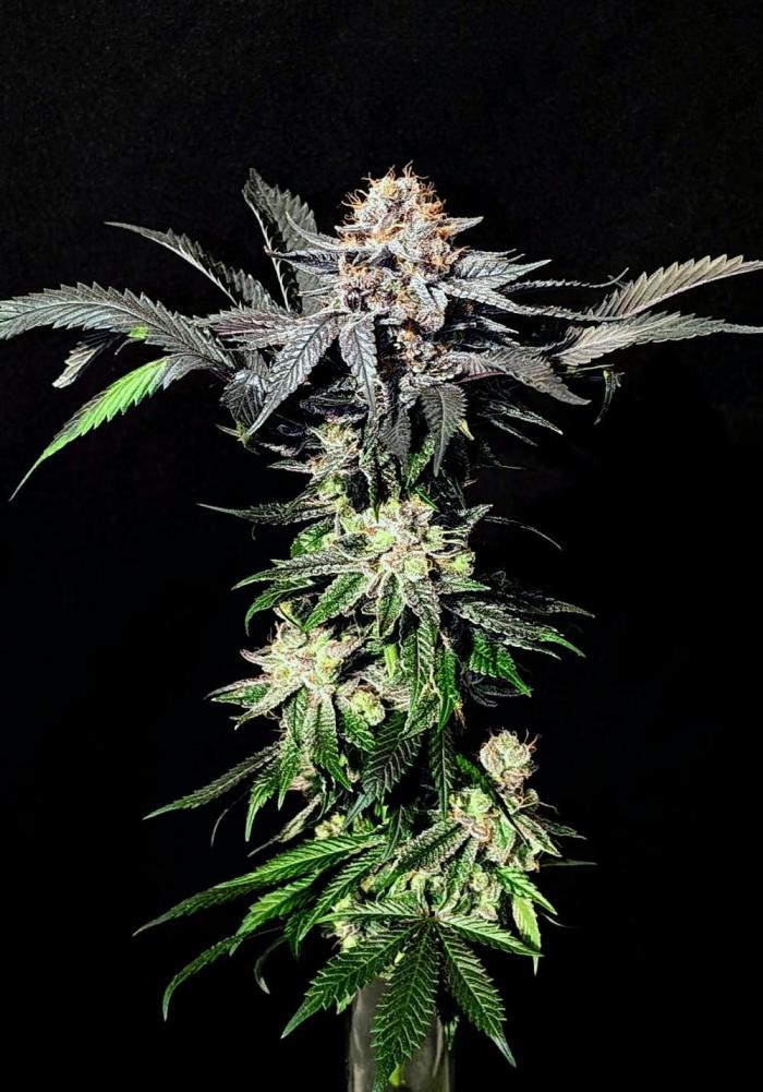 Living soil. Week 20