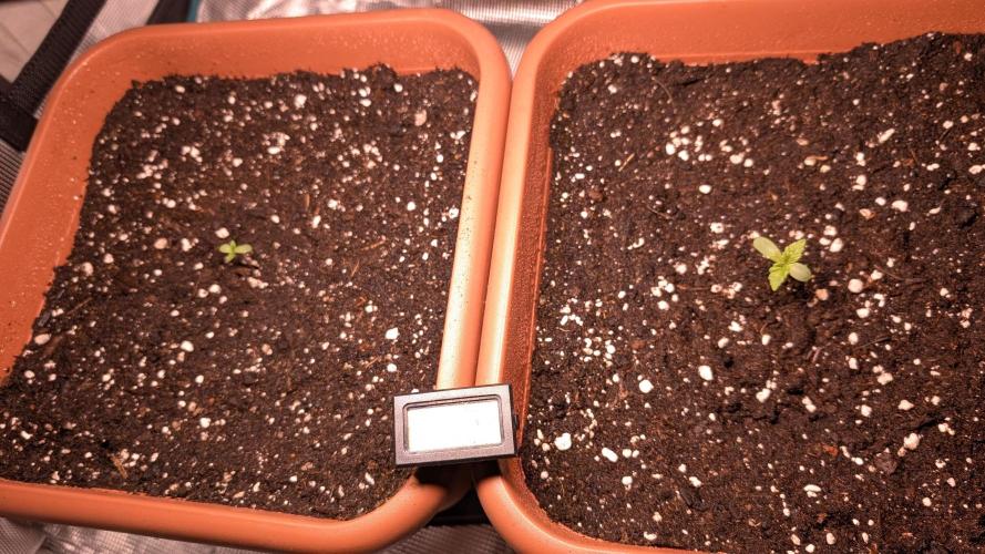 Sog 60x60. Week 0 - Sensi Skunk 