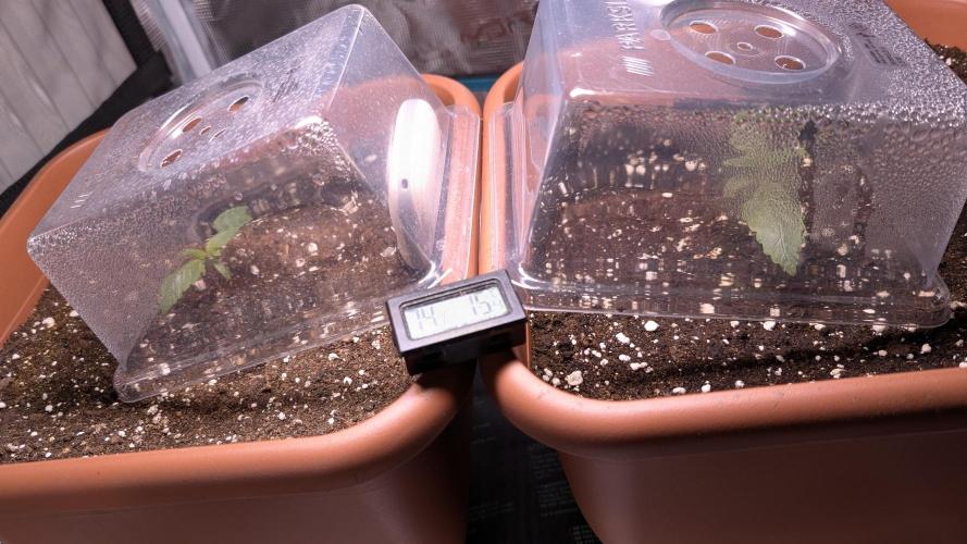 Sog 60x60. Week 2 - Skunk 