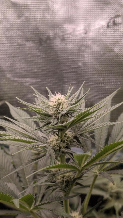 Sog 60x60. Week 9