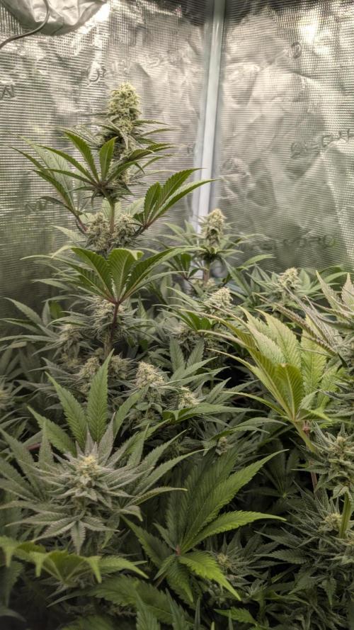 Sog 60x60. Week 11