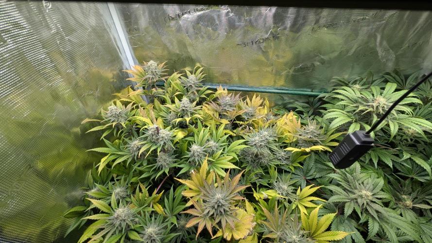 Sog 60x60. Week 12