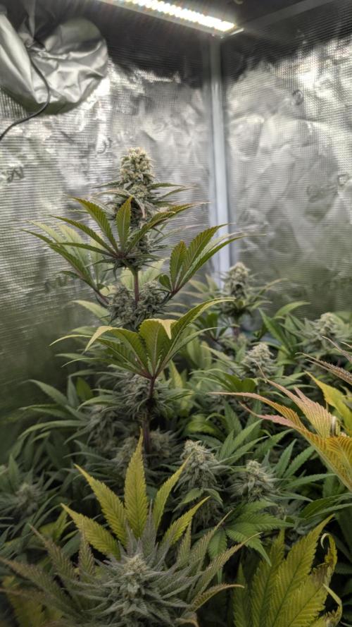 Sog 60x60. Week 11