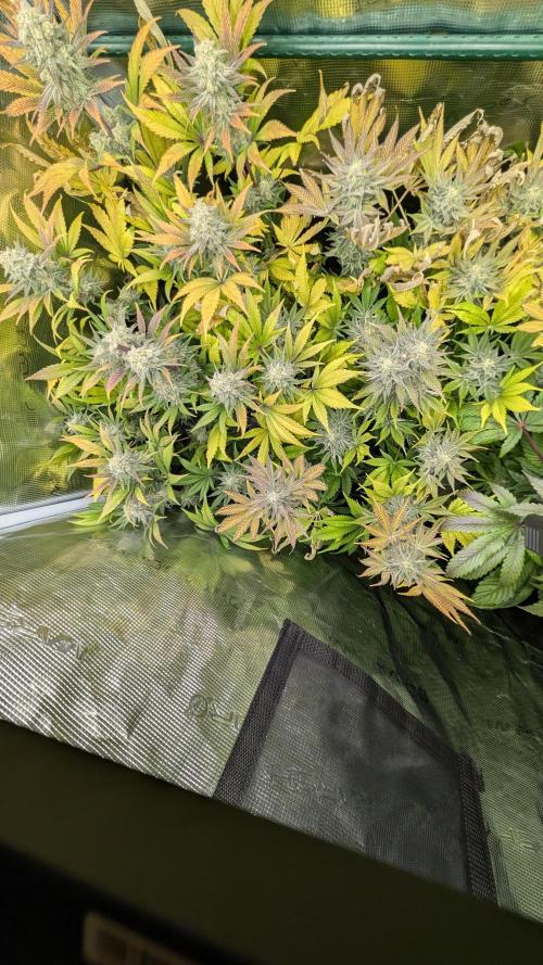 Sog 60x60. Week 13