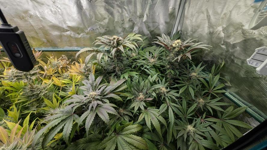 Sog 60x60. Week 13
