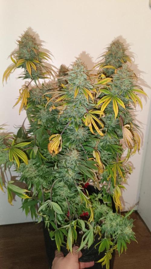 2 x Cookies Kush 1 x Wedding Cake by Barney's Farm