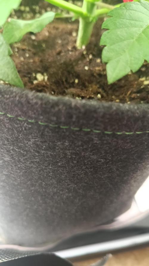Eternity Grow Cup 2025 🏆Zamnesia Runtz Plagron Green Sensation 💚