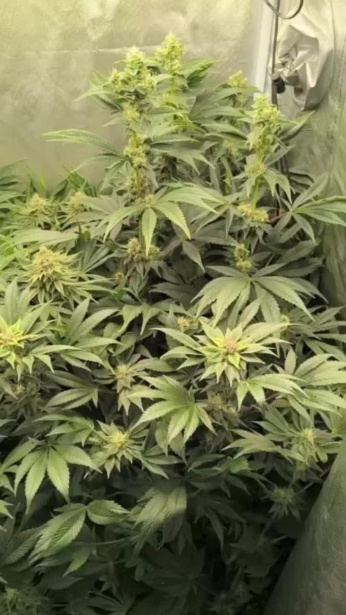 Eternity Grow Cup 2025 🏆Zamnesia Runtz Plagron Green Sensation 💚