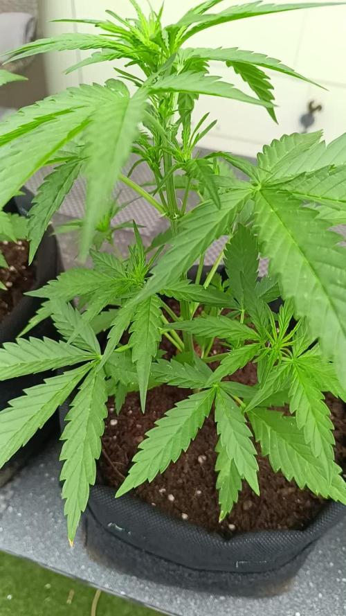 Auto Oreoz by Linda Seeds 🇪🇸