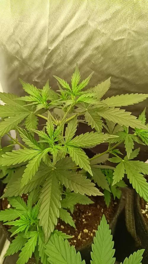 Triple 🍋 - Amnesia Lemon