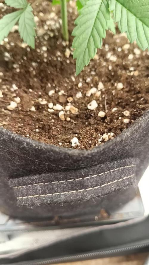 Triple 🍋 Purple Punch x Lemon Drizzle