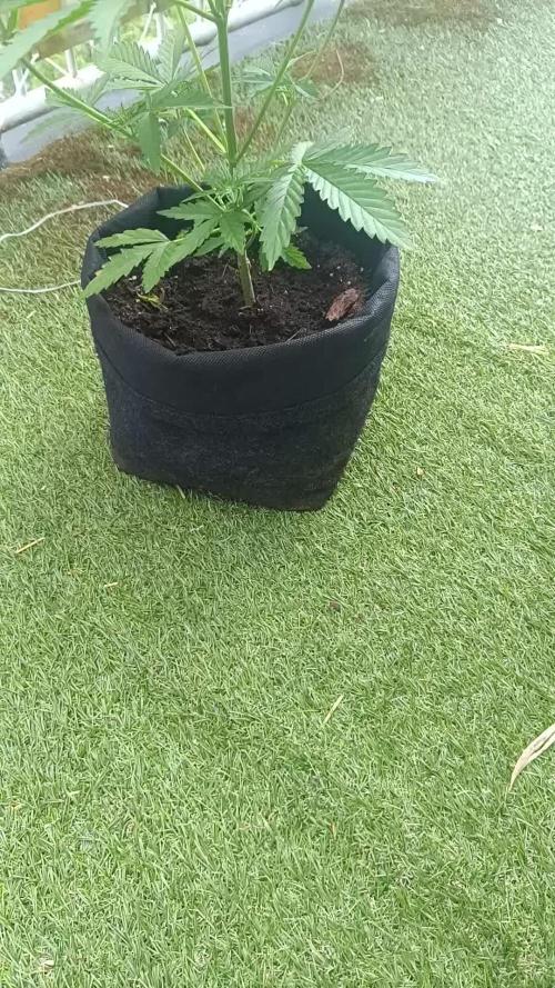 Auto Oreoz by Linda Seeds 🇪🇸