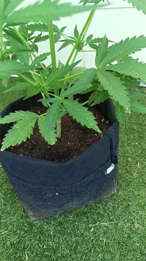 Auto Oreoz by Linda Seeds 🇪🇸