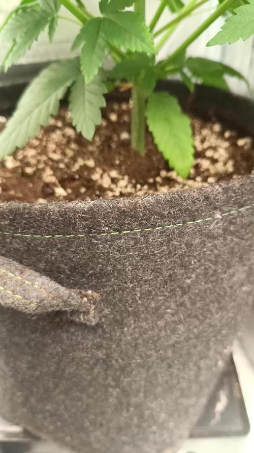 Triple 🍋 - Lemon Cherry Gelato
