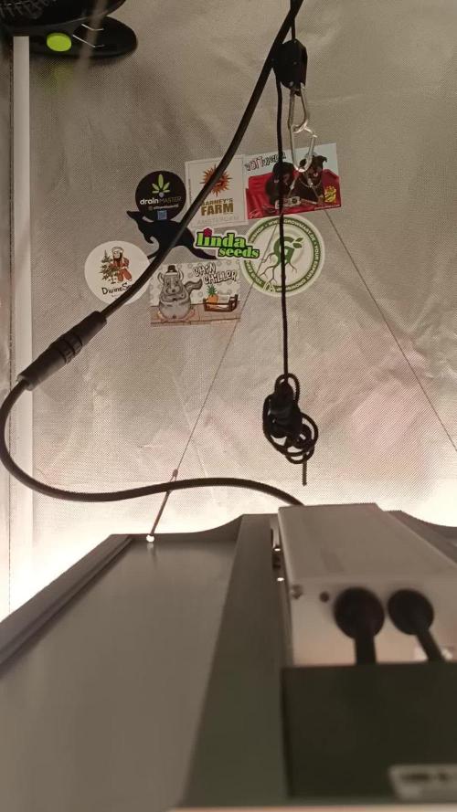 Triple 🍋 Purple Punch x Lemon Drizzle