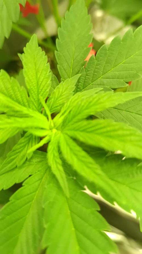 Triple ๐ Purple Punch x Lemon Drizzle