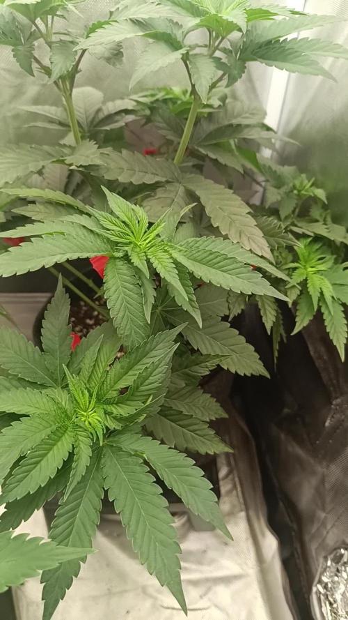 Triple 🍋 - Lemon Cherry Gelato