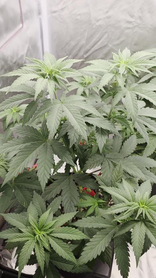 Triple 🍋 Purple Punch x Lemon Drizzle